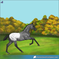 Horse Color:Blue Roan Snowcap 