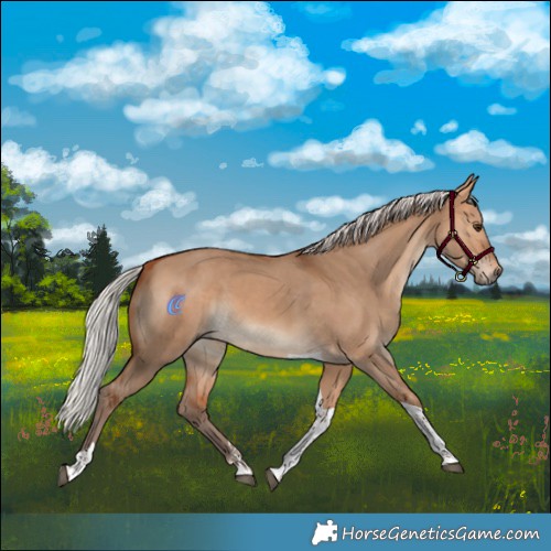Horse Color:Silver Bay Dun Tobiano Rabicano 