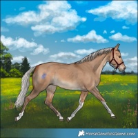 Horse Color:Silver Bay Dun Tobiano Rabicano 