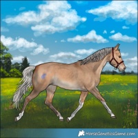 Horse Color:Silver Bay Dun Tobiano Rabicano 