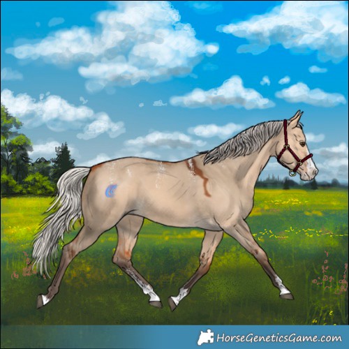 Horse Color:Powder White Silver Bay Dun Splash Rabicano