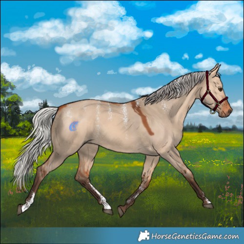 Horse Color:Powder White Silver Bay Dun Rabicano 