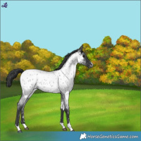 Horse Color:Blue Roan Near Leopard