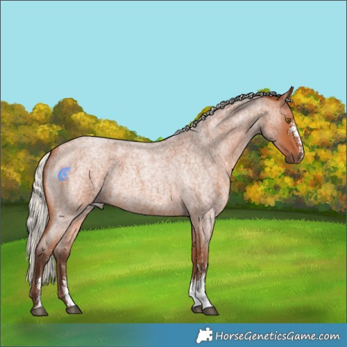 Horse Color:Silver Bay Roan Sabino Rabicano