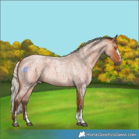 Horse Color:Silver Bay Roan Sabino Rabicano 
