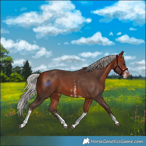 Horse Color:Silver Bay Sabino Tobiano 
