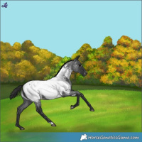 Horse Color:Blue Roan Near Fewspot 