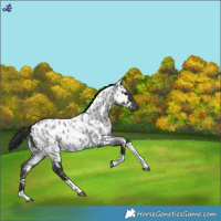 Horse Color:Blue Roan Tobiano Near Leopard