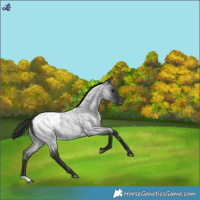 Horse Color:Blue Roan Snowcap