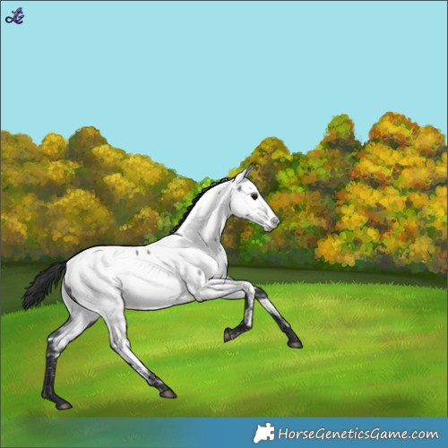Horse Color:Blue Roan Near Fewspot 