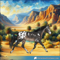 Horse Color:Gray White Spotted Brown Sabino Appaloosa Rabicano