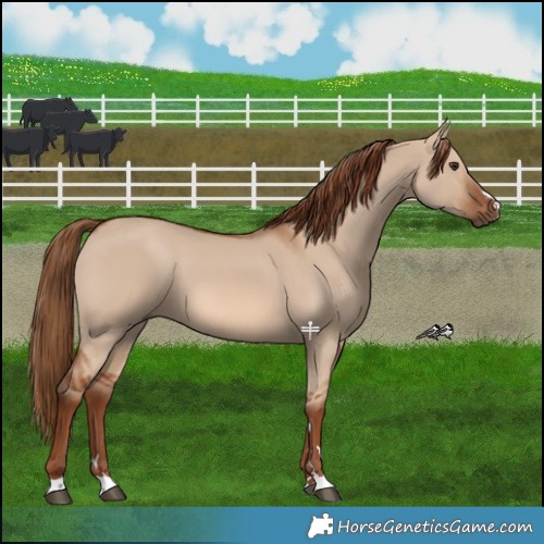 Horse Color:Red Dun 