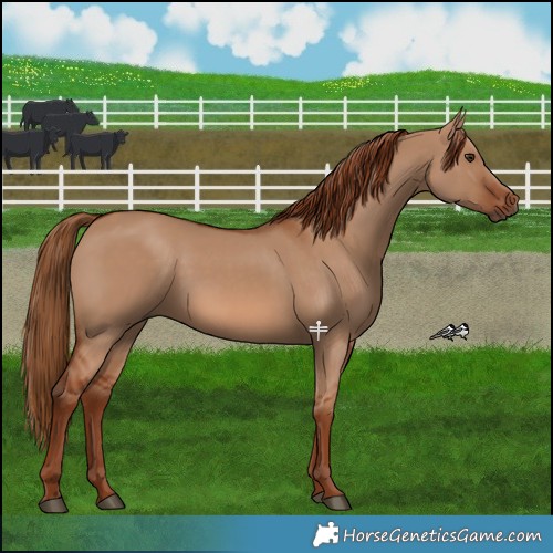 Horse Color:Red Dun 
