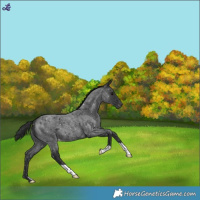 Horse Color:Blue Roan Snowflake Varnish