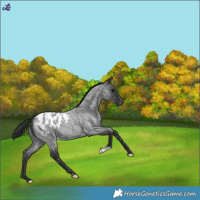 Horse Color:Blue Roan Blanket 
