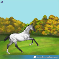 Horse Color:Blue Roan Near Fewspot