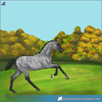 Horse Color:Blue Roan Snowflake Varnish