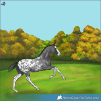 Horse Color:Blue Roan Splash Near Leopard 