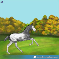 Horse Color:Blue Roan Splash Snowcap