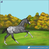 Horse Color:Blue Roan Blanket