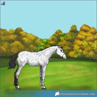 Horse Color:Blue Roan Near Leopard