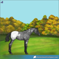 Horse Color:White Spotted Blue Roan Snowcap 