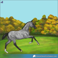 Horse Color:Blue Roan Snowflake Varnish