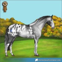 Horse Color:Gray Brown Sabino Splash Tobiano Blanket