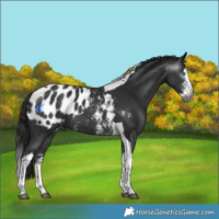 Horse Color:Gray Brown Sabino Splash Tobiano Appaloosa