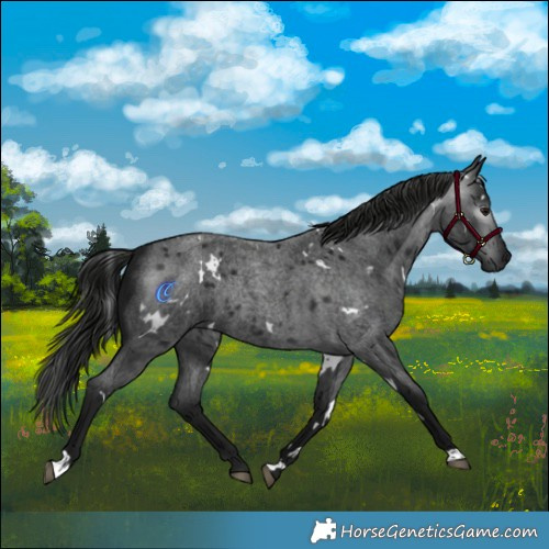 Horse Color:Gray White Spotted Blue Roan Rabicano