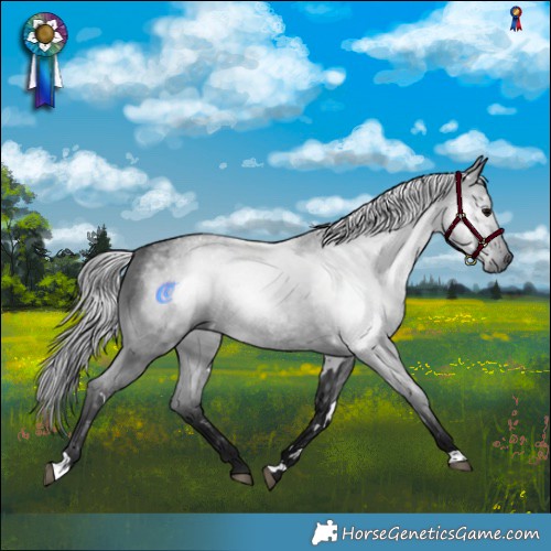 Horse Color:Gray White Spotted Blue Roan Rabicano 