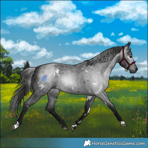 Horse Color:Gray White Spotted Blue Roan Rabicano 