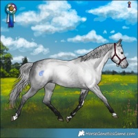 Horse Color:Gray White Spotted Blue Roan Rabicano 