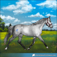 Horse Color:Gray White Spotted Blue Roan Rabicano 