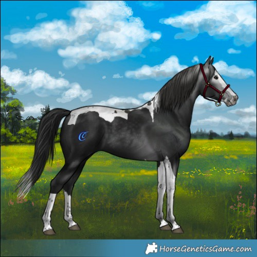 Horse Color:Gray Black Splash Tobiano