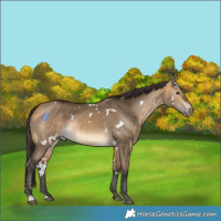 Horse Color:White Spotted Buckskin Dun Rabicano 