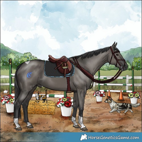 Horse Color:Grullo Tobiano Rabicano 