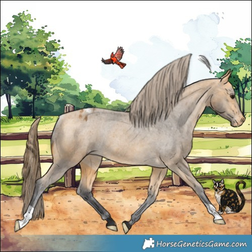 Horse Color:Buckskin Varnish Rabicano 