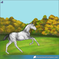 Horse Color:White Spotted Blue Roan Snowflake Varnish 