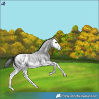 Horse Color:Blue Roan Splash Blanket 