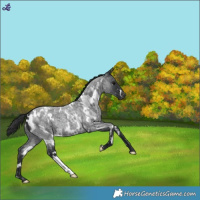 Horse Color:White Spotted Blue Roan Snowflake Varnish