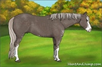 Horse Color:Silver Black Sabino Splash