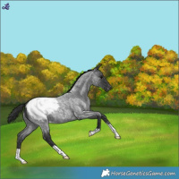 Horse Color:Blue Roan Snowcap 