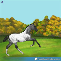 Horse Color:Blue Roan Snowcap 