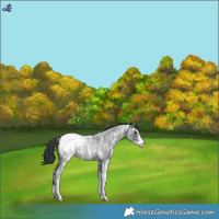 Horse Color:Blue Roan Sabino Snowcap