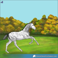 Horse Color:Blue Roan Splash Near Leopard