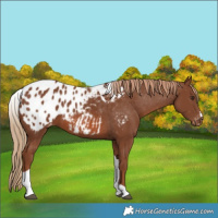 Horse Color:Chestnut Tobiano Appaloosa