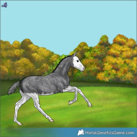 Horse Color:Blue Roan Splash Snowflake Varnish