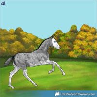 Horse Color:Blue Roan Splash Snowflake Varnish