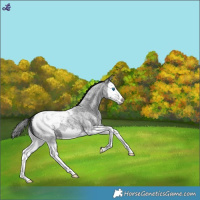 Horse Color:Blue Roan Splash Snowcap 